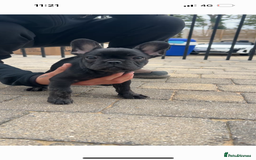 French Bulldog dogs for sale: Frenchie puppy for sale  - Image 2