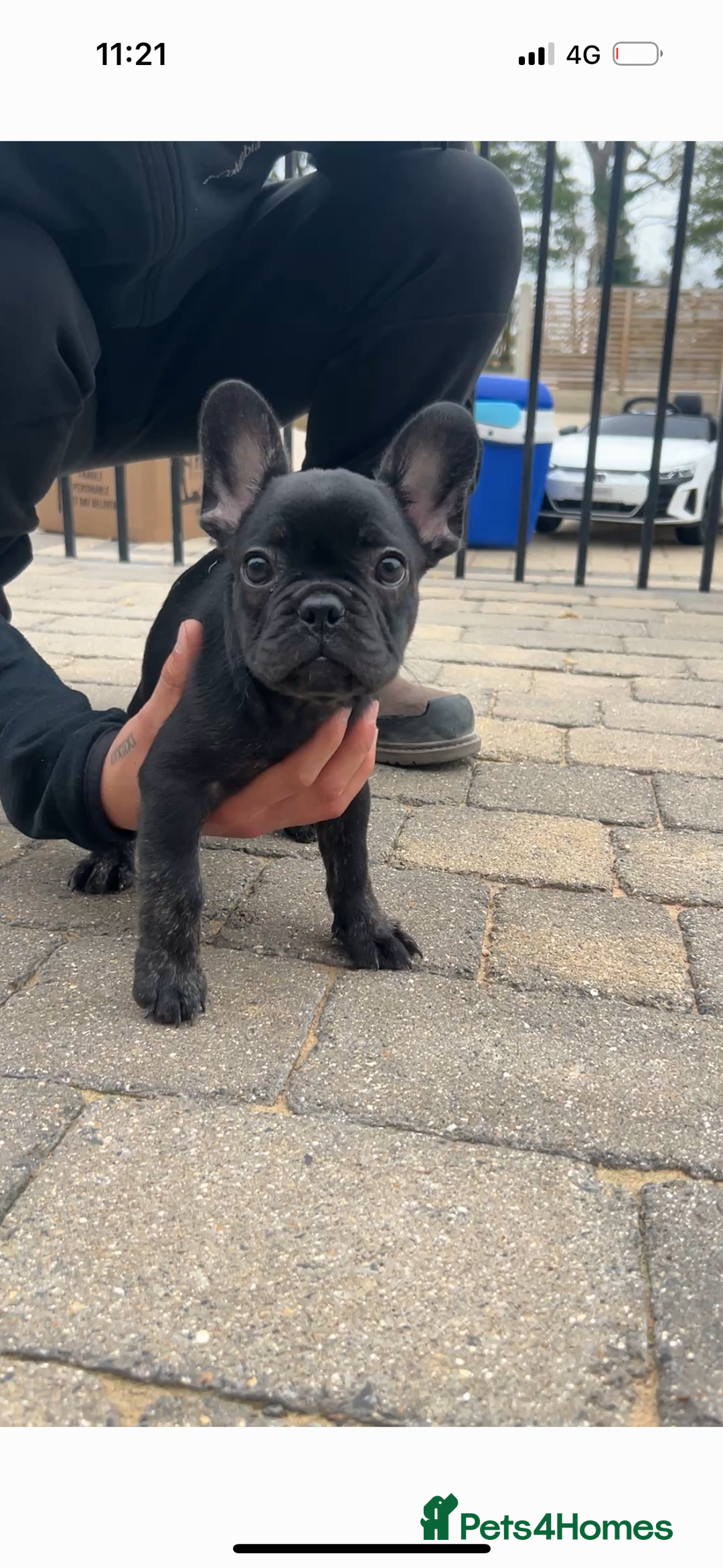 French Bulldog dogs for sale: Frenchie puppy for sale  - Image 2
