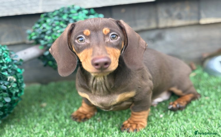 Miniature Dachshund dogs - Advert 15