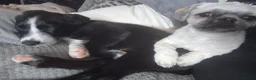 Border Collie dogs for sale: Boreder collie  in Hull - Advert 8