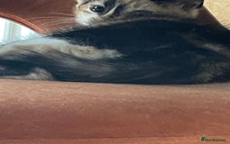 British Shorthair cats for sale: 3 beautiful and playful kittens  - Image 15
