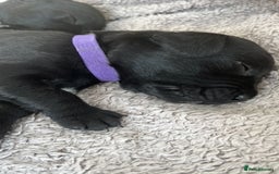 Springador dogs for sale: Gorgeous Springador Puppies Looking For New Homes  - Image 4