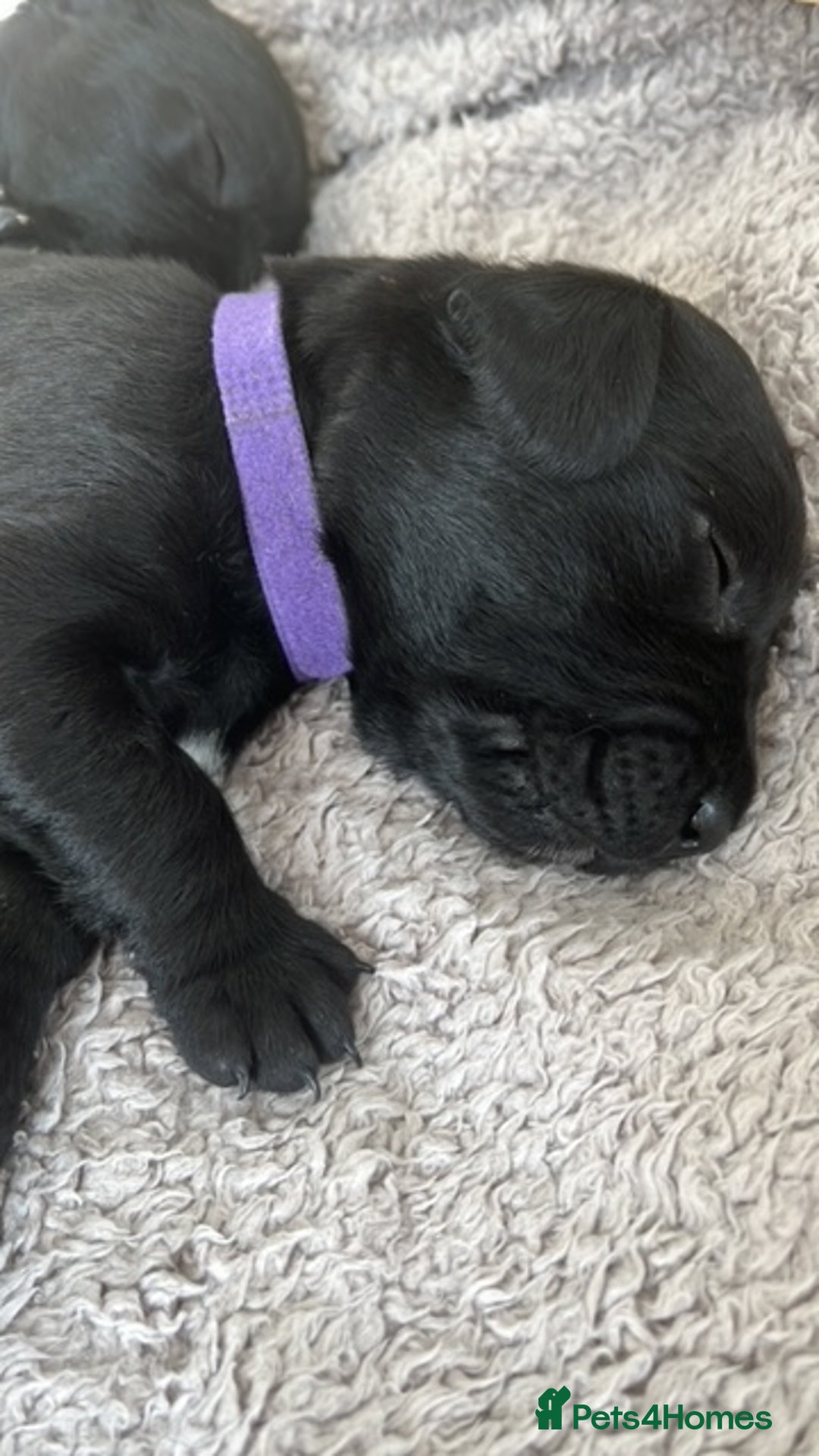 Springador dogs for sale: Gorgeous Springador Puppies Looking For New Homes  - Image 4