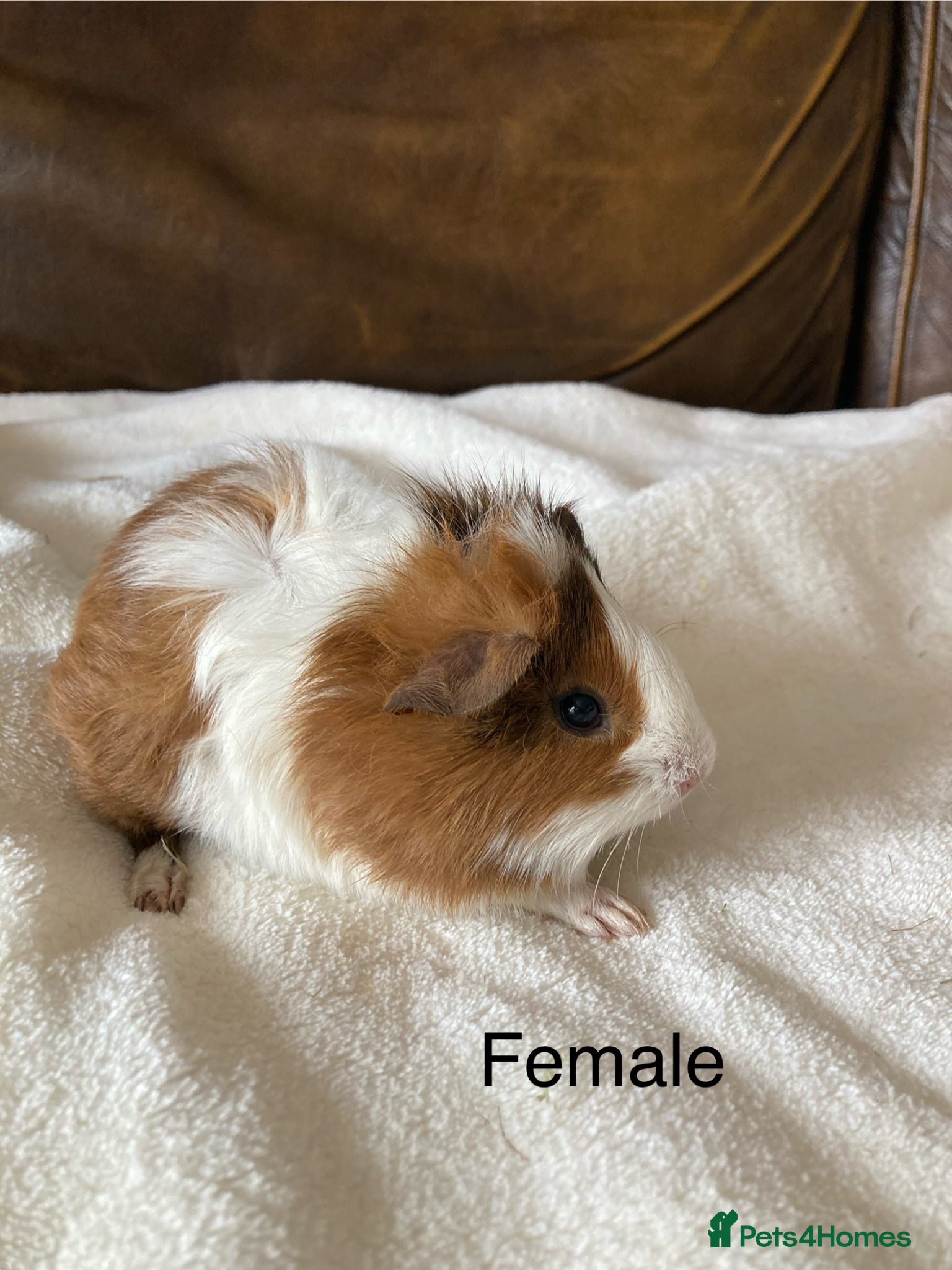 Guinea Pig rodents Gorgeous Guinea Pigs - Advert 2