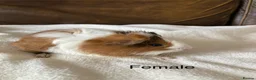 Guinea Pig rodents for sale: Gorgeous Guinea Pigs - Advert 2