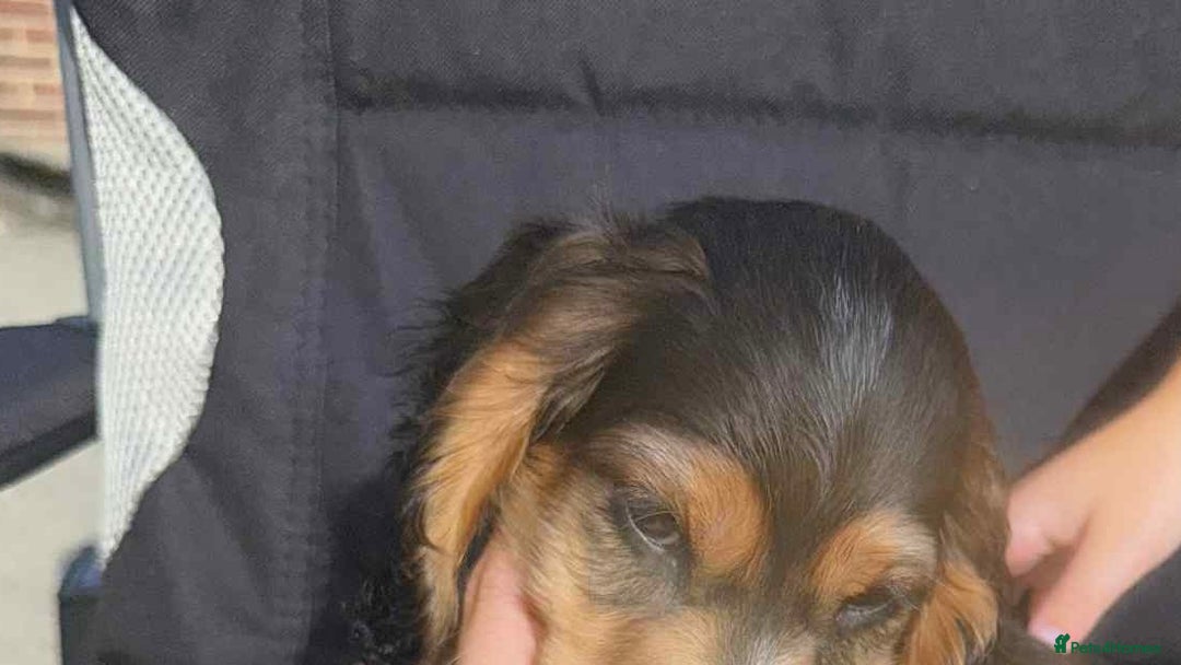 Cocker Spaniel dogs for sale: Beautiful KC Cocker Spaniel puppy’s. - Image 10
