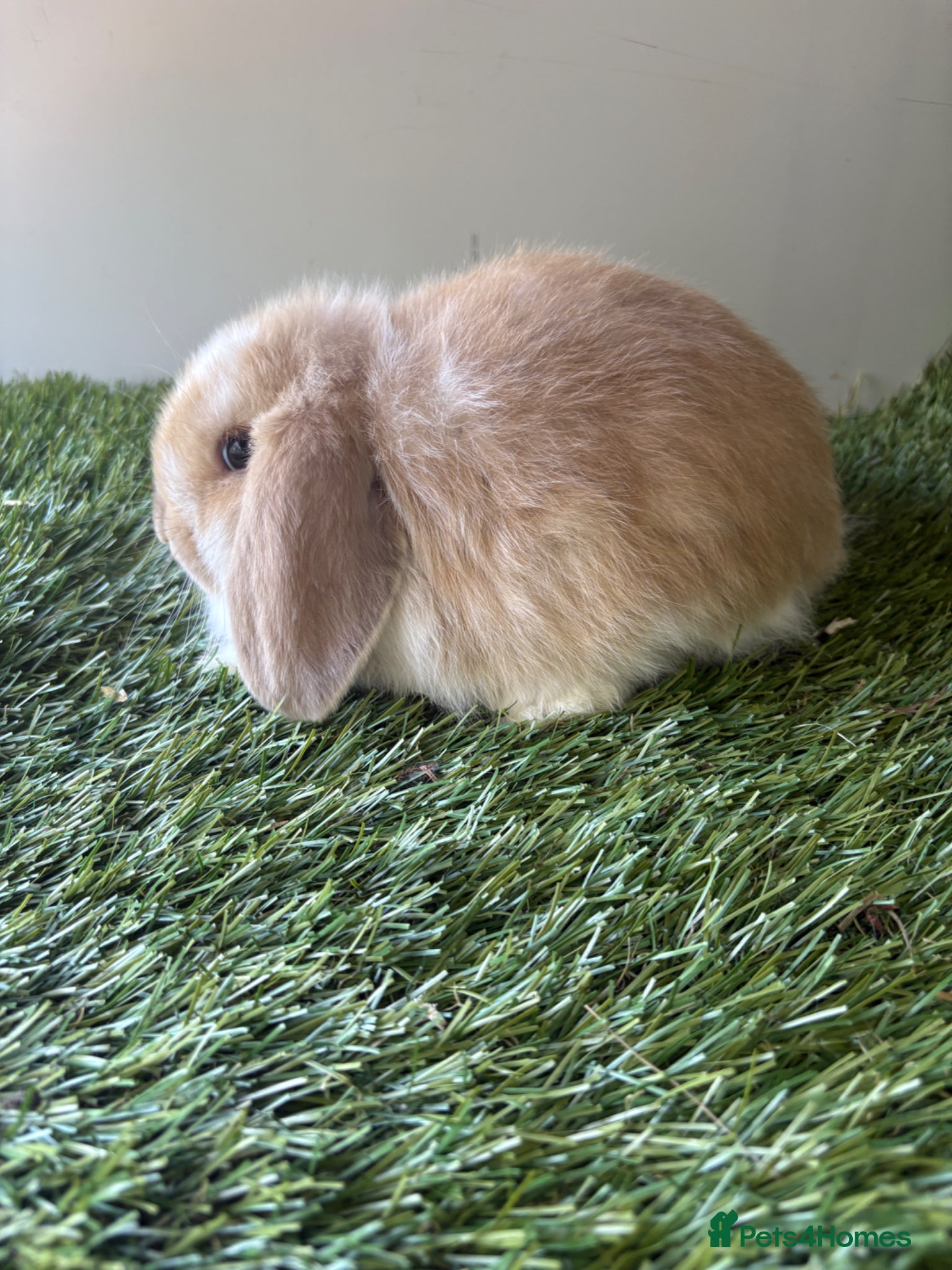 Mini Lop rabbits for sale: Mini lop baby rabbits  - Advert 6
