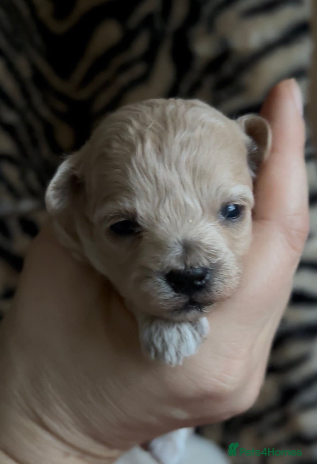 Maltipoo dogs for sale: Exquisite Maltipoo puppies  - Advert 9