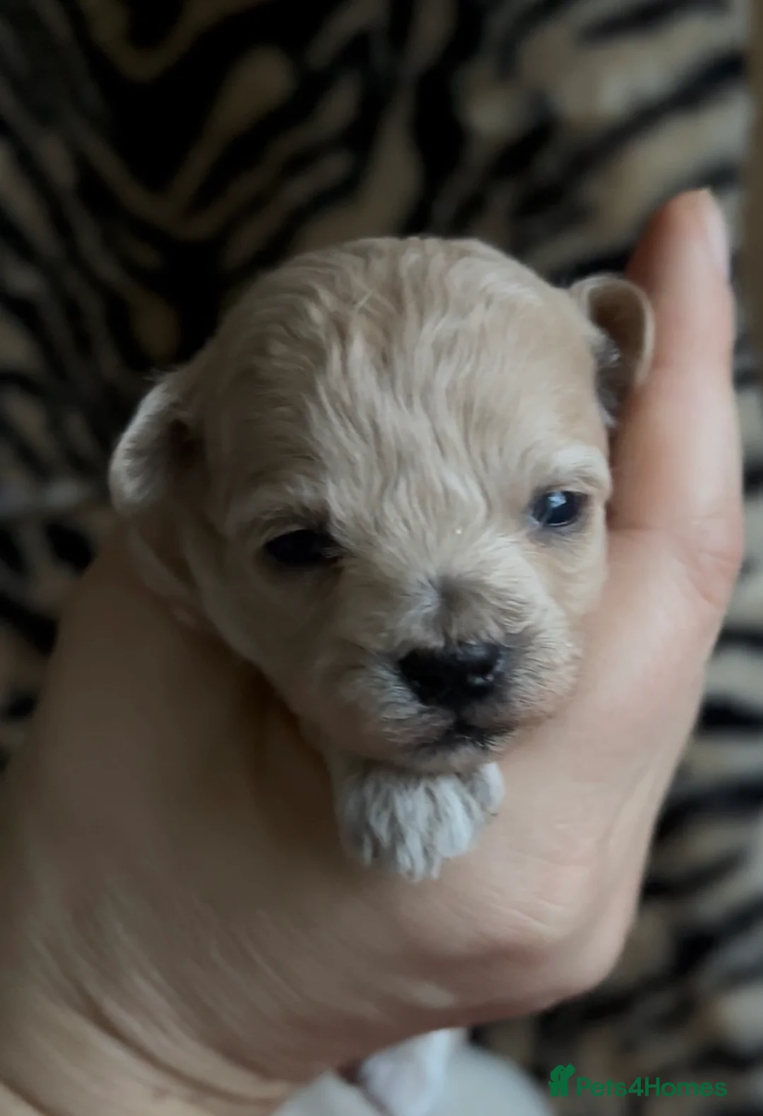 Maltipoo dogs for sale: Exquisite Maltipoo puppies  - Advert 10