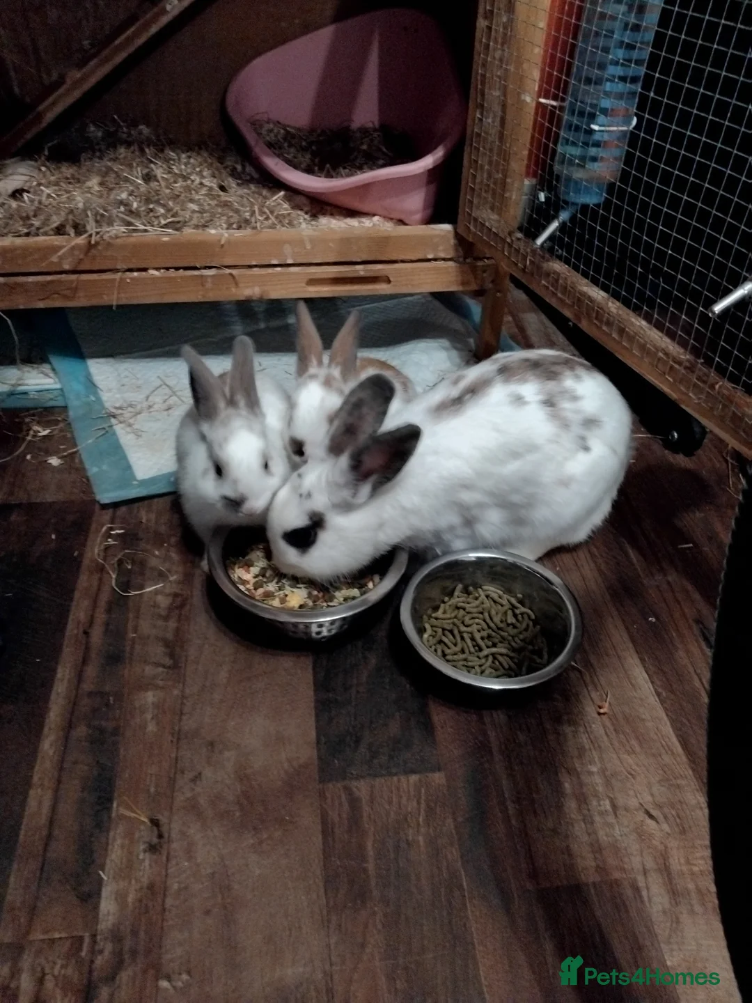 English Spot rabbits for sale: English mix breed rabbit  - Advert 3