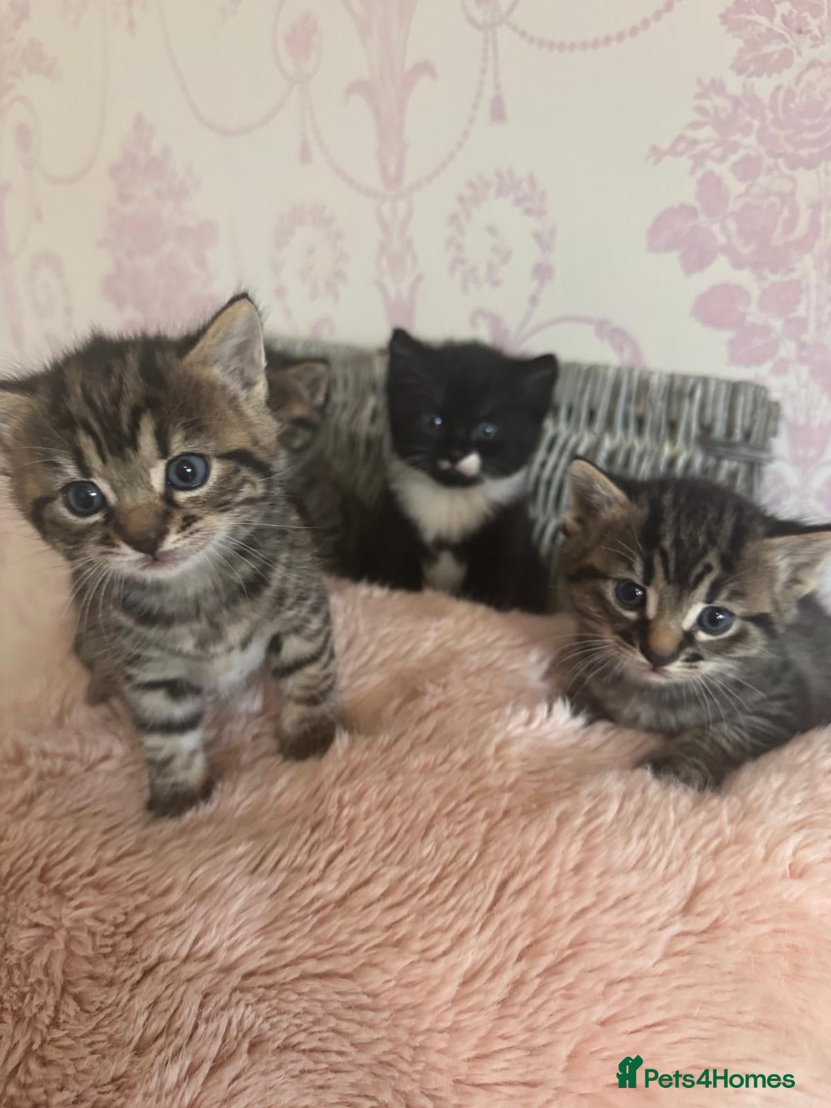 Mixed Breed cats Mixed breed kittens  - Advert 8