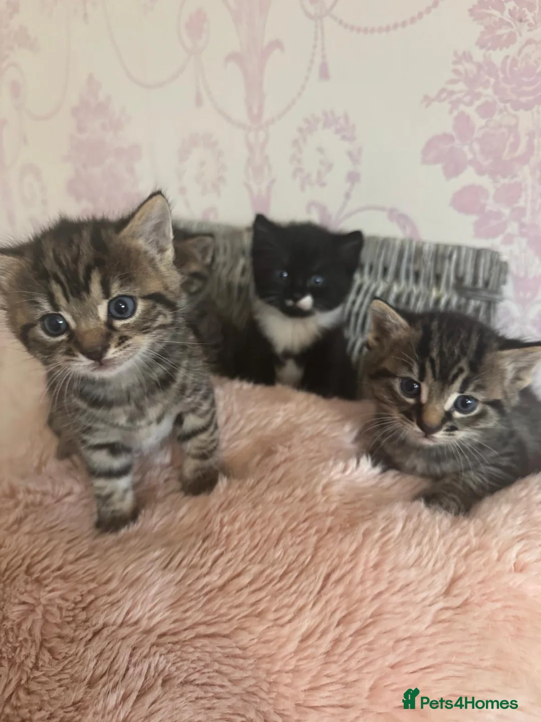 Mixed Breed cats for sale: Mixed breed kittens  - Advert 1