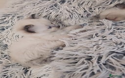 Ragdoll cats for sale: *READY TO LEAVE*beautiful Ragdoll babies for sale  - Image 9