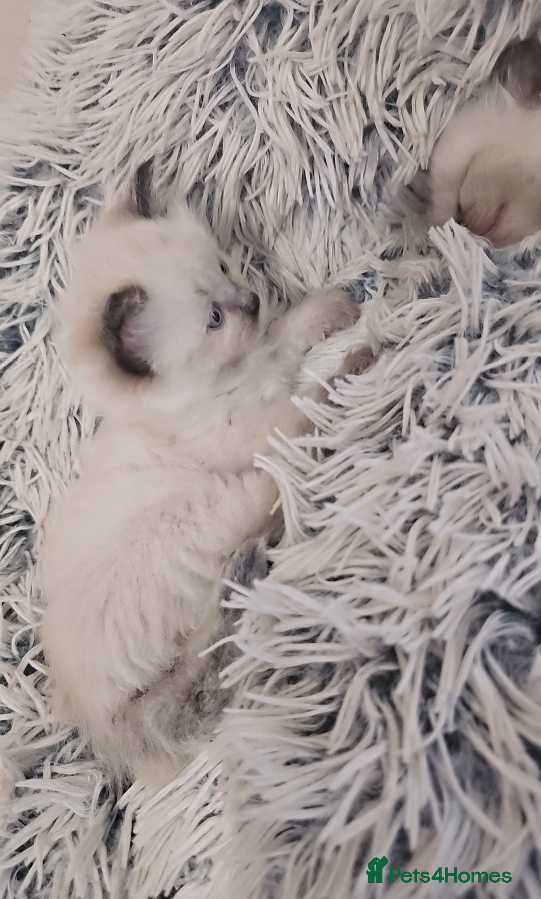 Ragdoll cats for sale: *READY TO LEAVE*beautiful Ragdoll babies for sale  - Image 9