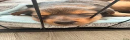 Mixed Breed dogs for sale: Small mixed breed puppies for sale  in Gloucester - Advert 10