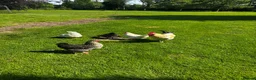 Chickens poultry for sale: Flock of 5 in Hereford - Advert 3