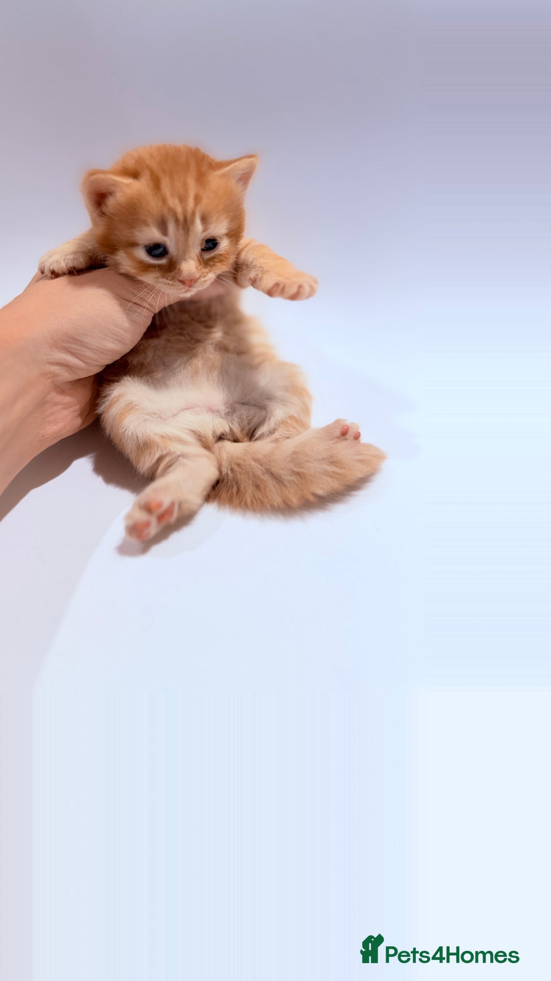 British Shorthair cats for sale: STUNNING 🤩 British Shorthair Queen 👑 litter  - Image 20