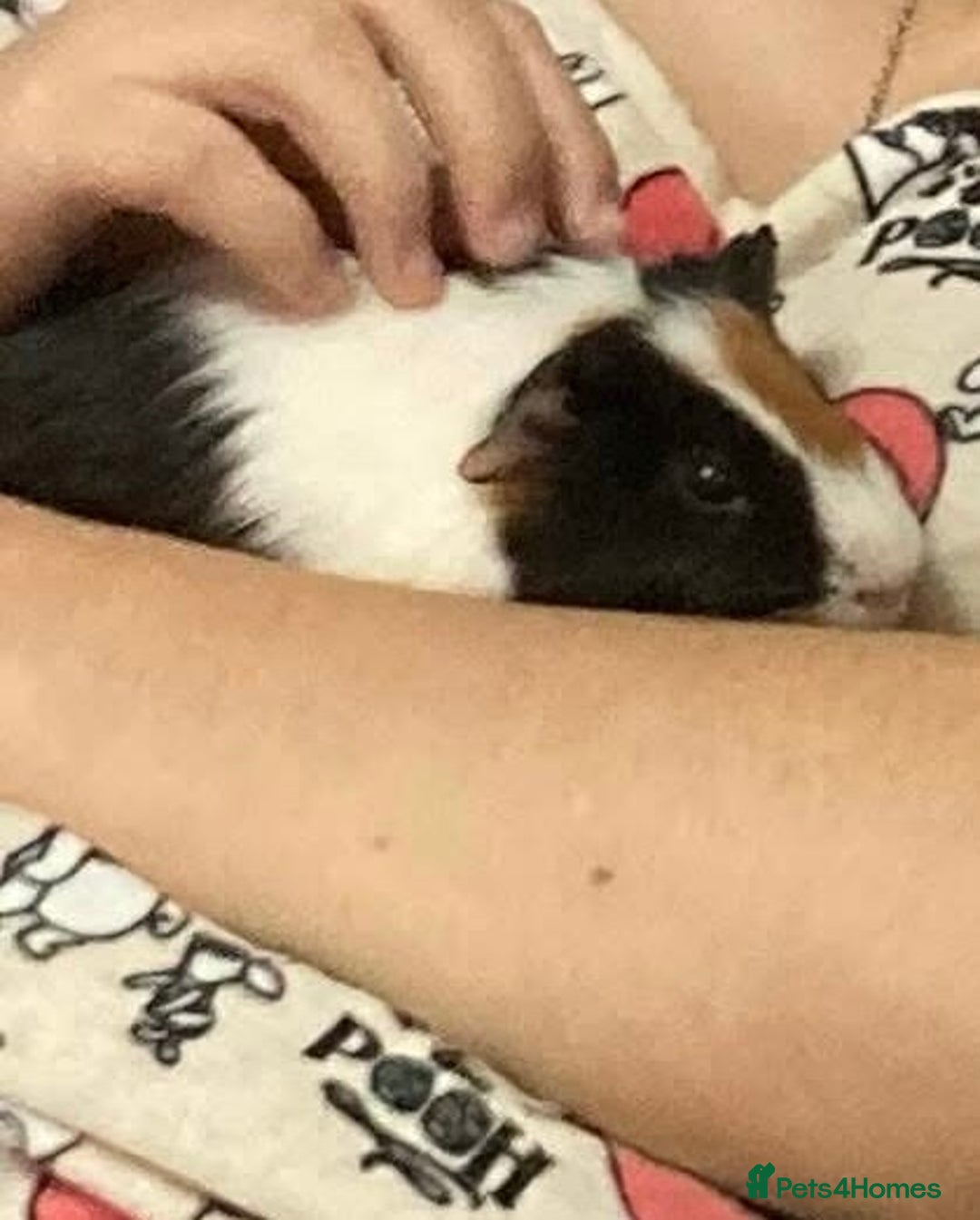 Guinea Pig rodents for sale: Male guinea pigs with cage and accessories  - Image 2