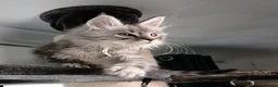 Maine Coon cats for sale: STUNNING PEDIGREE MAINE COON KITTENS - Advert 1