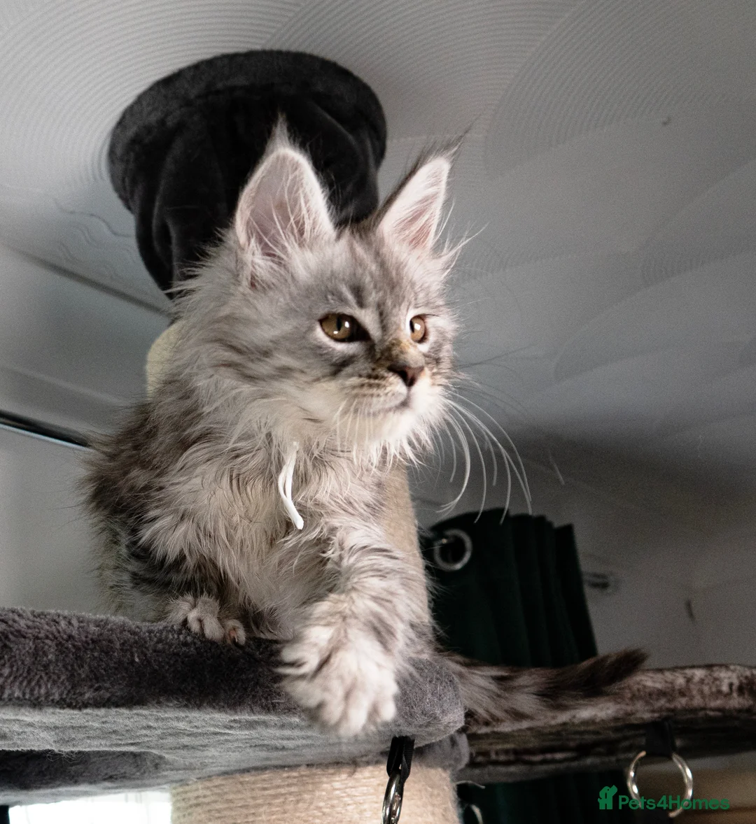 Maine Coon cats for sale: STUNNING PEDIGREE MAINE COON KITTENS - Advert 1