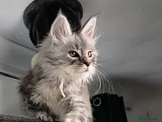 Maine Coon cats STUNNING PEDIGREE MAINE COON KITTENS - Advert 13