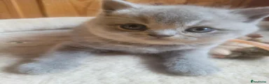 British Shorthair 1