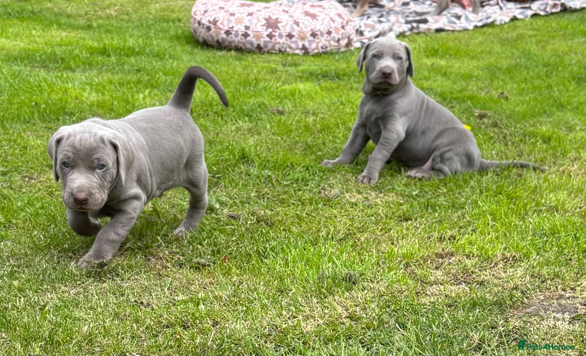 Mixed Breed dogs ADORABLE CHAMPION BLOODLINE PUPS - Advert 13