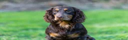 Cocker Spaniel dogs for sale: Champion bloodline cocker spaniels  - Advert 4