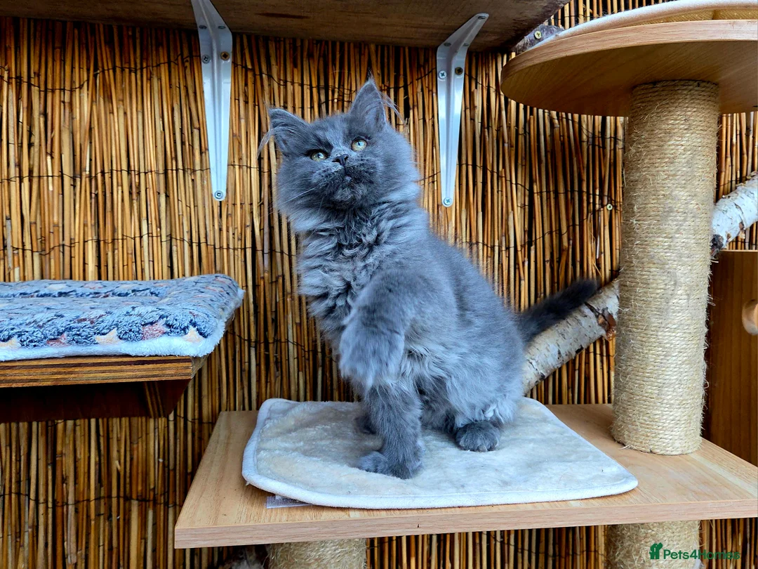 Maine Coon cats for sale: 2 Stunning GCCF Kittens Available.  - Advert 28