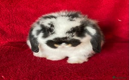 Mini Lop rabbits for sale: Adorable Pure Mini Lop Rabbit - Image 1