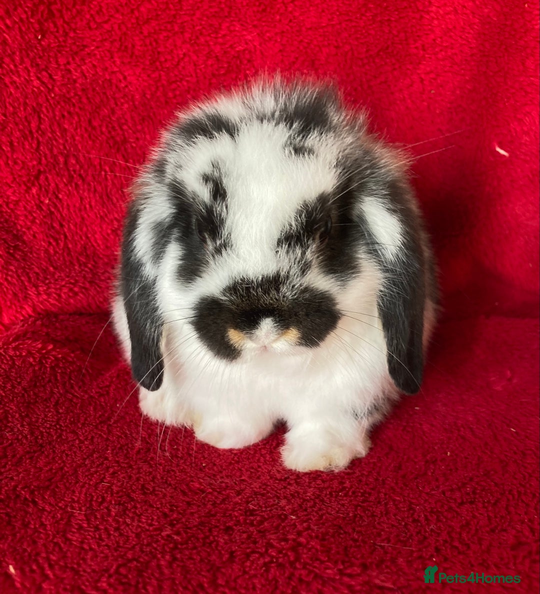 Mini Lop rabbits for sale: Adorable Pure Mini Lop Rabbit - Image 1