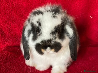 Mini Lop rabbits for sale - Advert 1