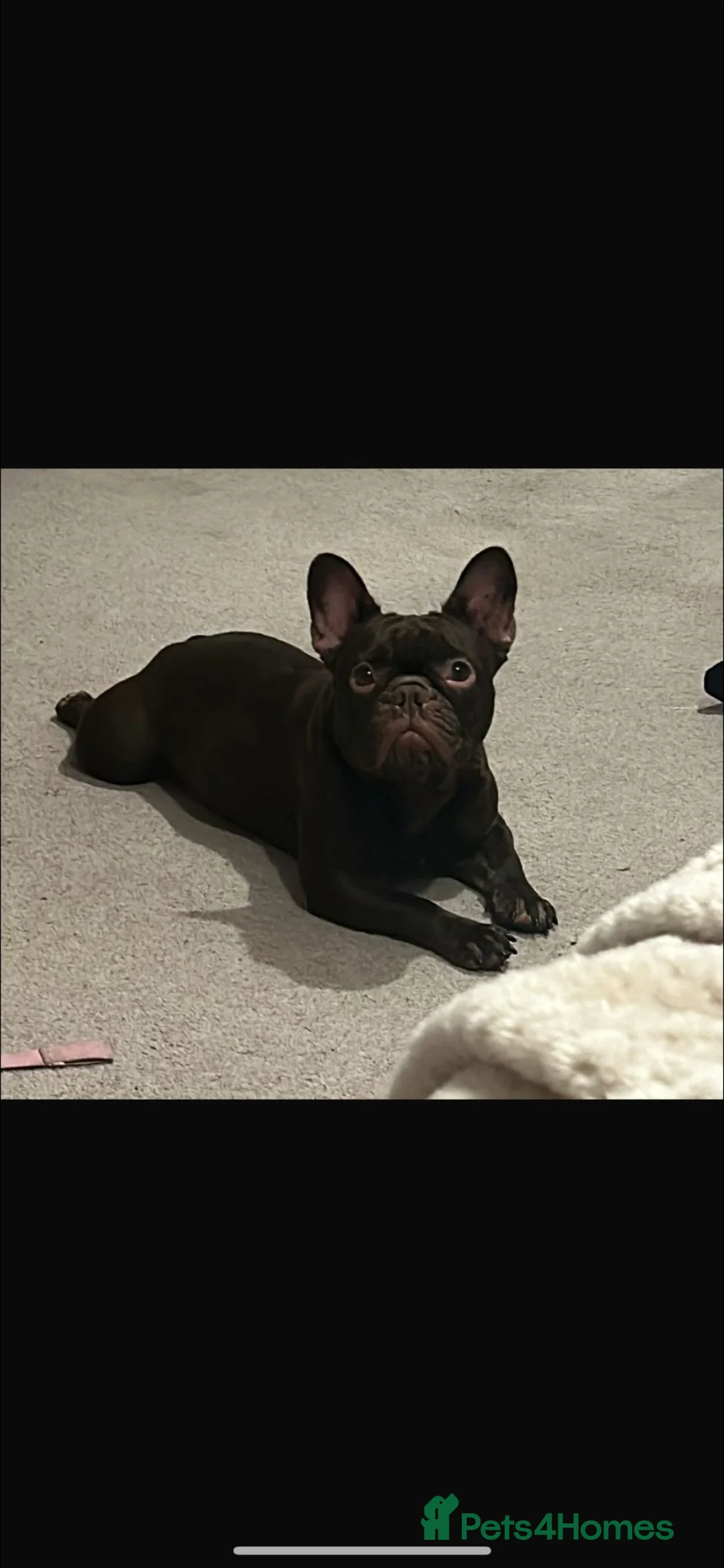 French Bulldog dogs for sale: French Bulldog- Frankie - Advert 2