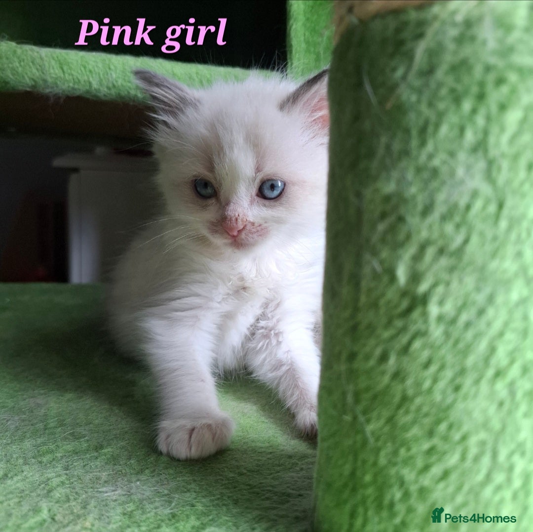 Ragdoll cats for sale: GCCF Gorgeous Pure Pedigree Ragdoll Kittens - Image 4
