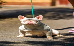 French Bulldog dogs for stud: Pink Hefner eA husky  - Image 2