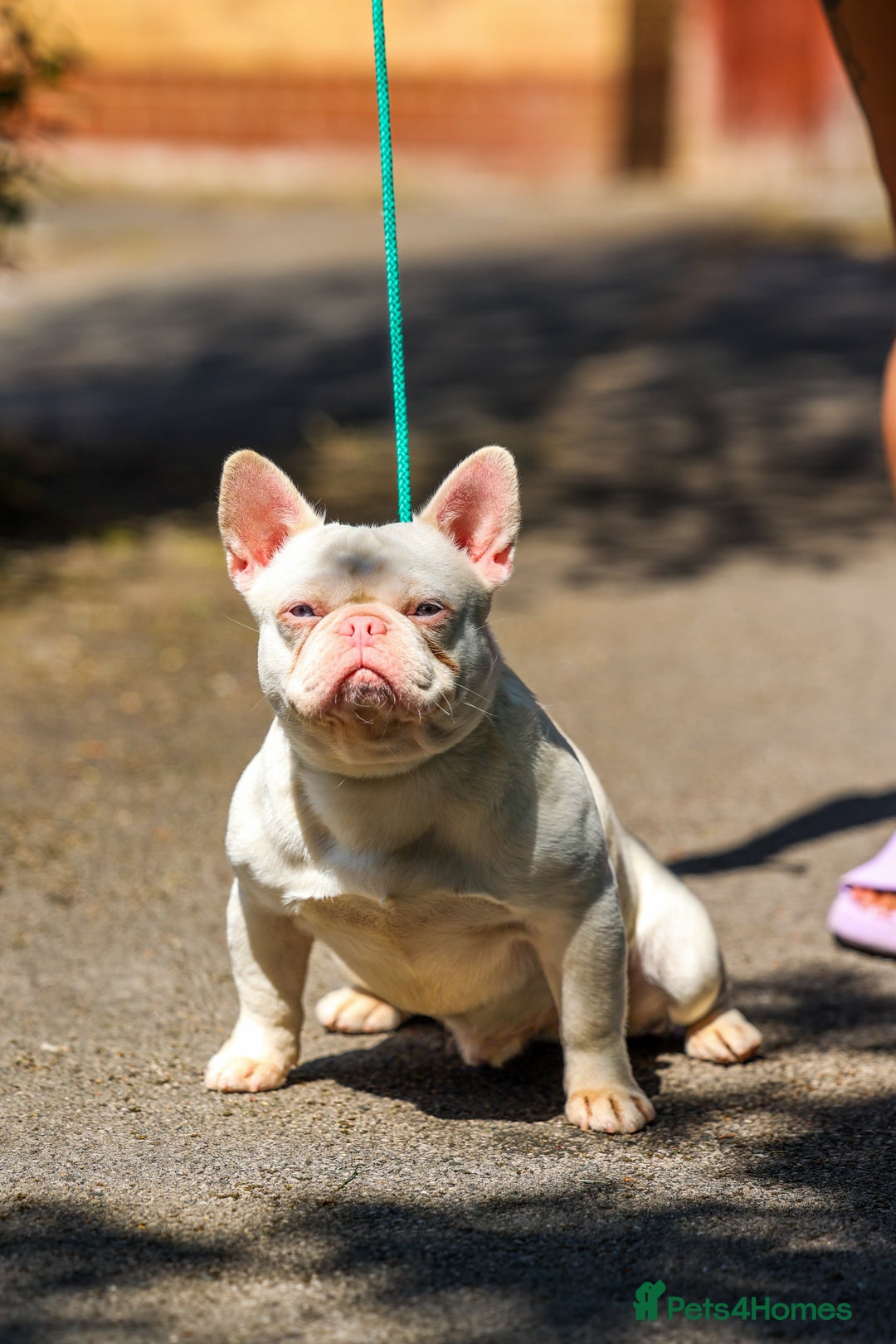 French Bulldog dogs for stud: Pink Hefner eA husky  - Image 2