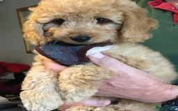 Labradoodle dogs for sale: 5* F1B Mini Labradoodles - health tested  - Image 27