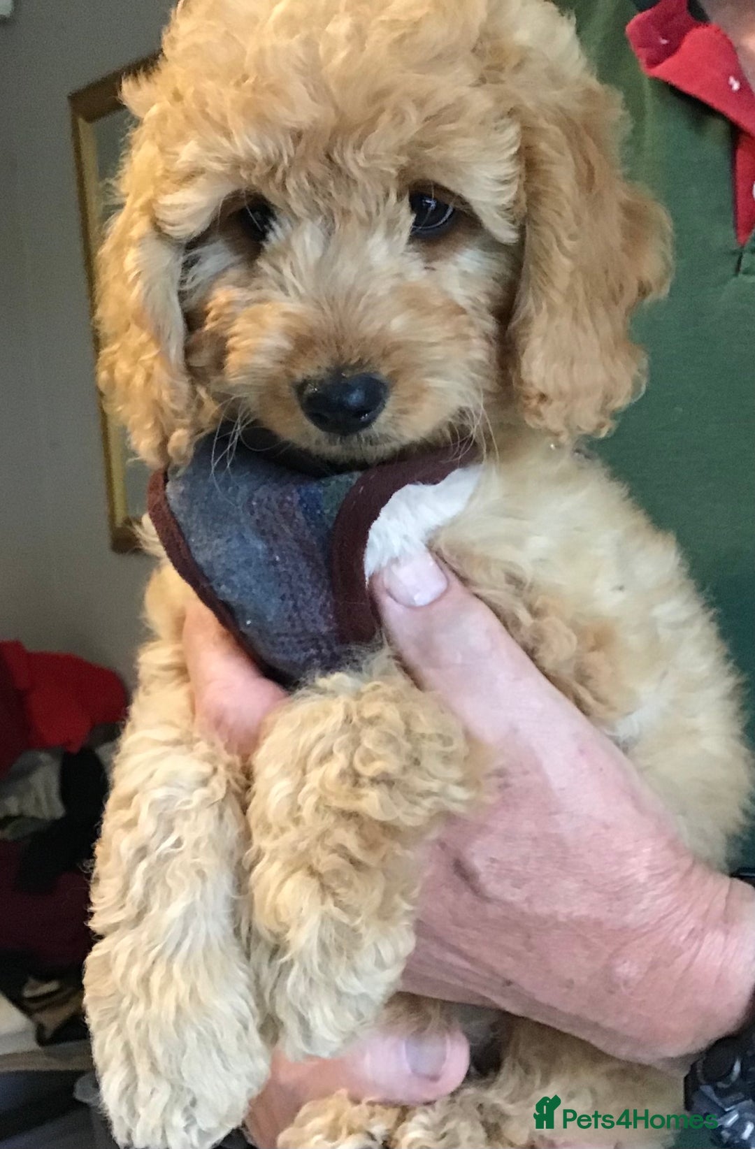 Labradoodle dogs for sale: 5* F1B Mini Labradoodles - health tested  - Image 27