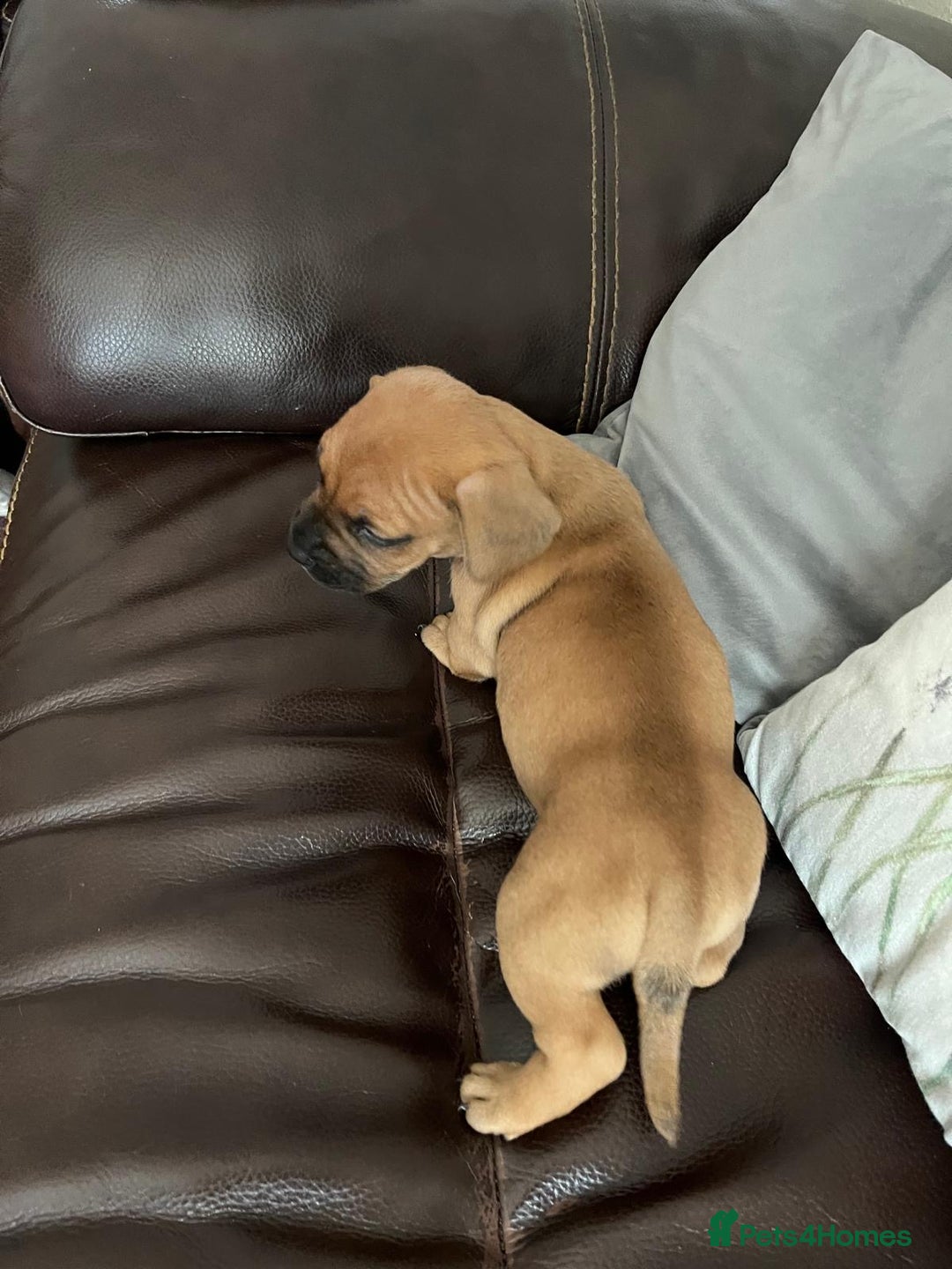 Mixed Breed dogs for sale: French wieners - Image 21