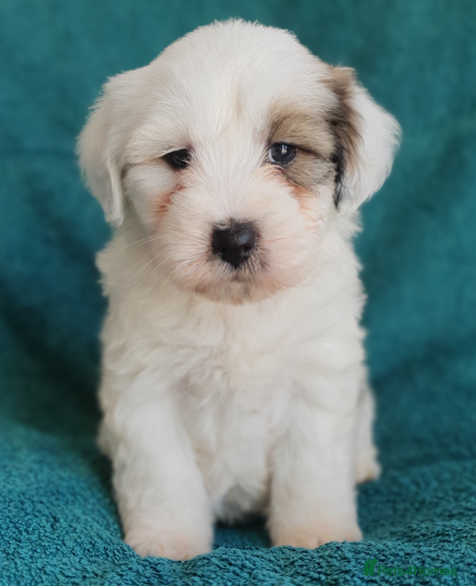 Tibetan Terrier dogs Stunning KCreged Tibetan terriers  - Advert 3
