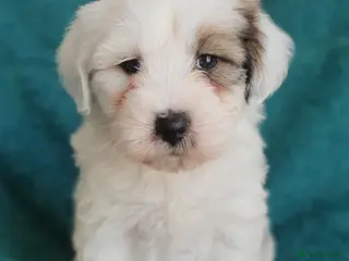 Tibetan Terrier dogs Stunning KCreged Tibetan terriers - Advert 3