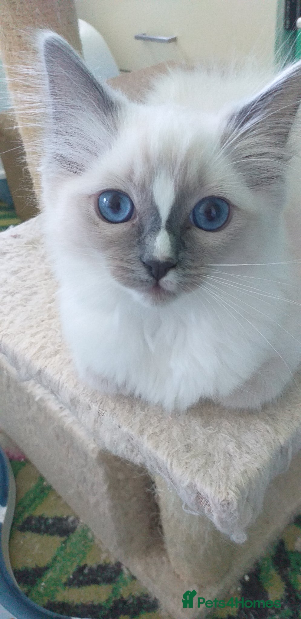 Ragdoll cats for sale: Beautiful Pure Breed Ragdoll Girls  - Advert 6