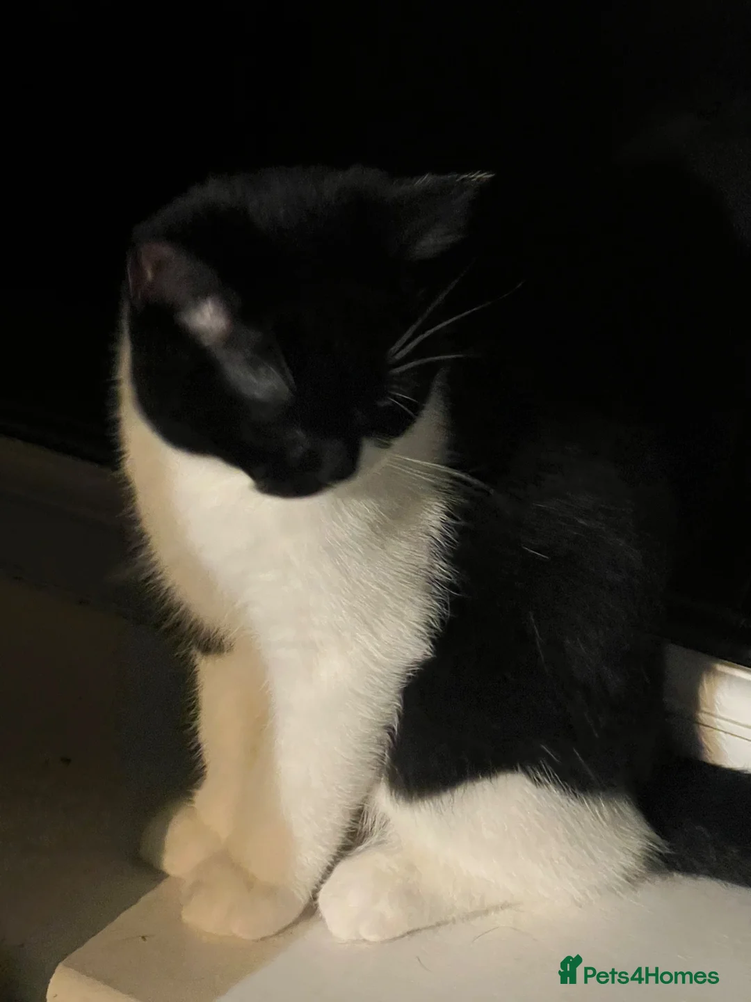 Persian cats for sale: Loving 16wks boy in Hemel Hempstead - Advert 2