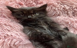 Mixed Breed cats for sale: Lovely little kittens for sale - Image 15