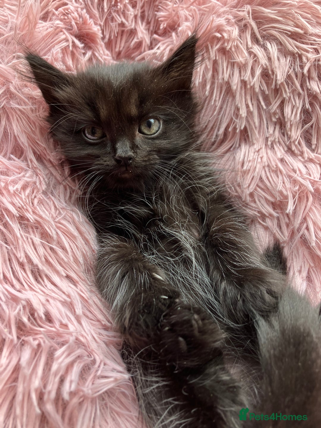 Mixed Breed cats for sale: Lovely little kittens for sale - Image 15