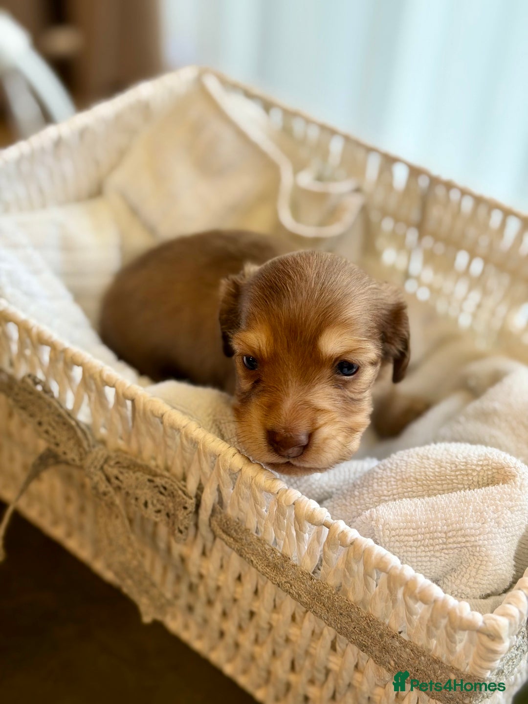 Miniature Dachshund dogs for sale: Cream Long-Haired Miniature Dachshund Puppies - Advert 9