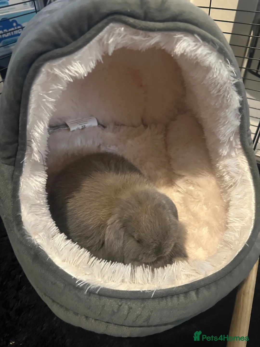 Mini Lop rabbits for sale: Mini lop in Willenhall - Advert 3