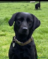 Labrador Retriever dogs KC Labrador puppies for sale from a private home - Advert 8