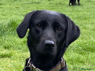 Labrador Retriever dogs KC Labrador puppies for sale from a private home - Advert 1