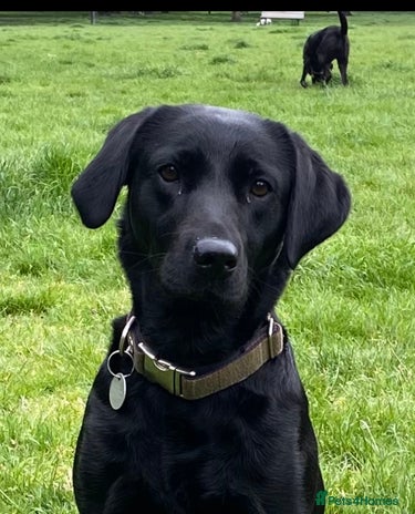 Labrador Retriever dogs KC Labrador puppies for sale from a private home - Advert 1